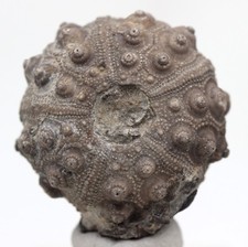 Sea urchin fossil for sale  Tucson