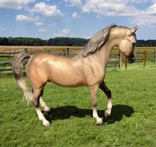 Breyer 2003 gray for sale  Natick