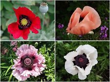 Türkischer riesenmohn mix gebraucht kaufen  Stralsund-Umland I