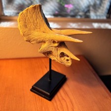 Triceratops skull museum for sale  Chandler