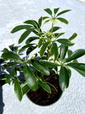 Schefflera dwarf variegated for sale  Houston