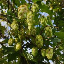 Hops plant humulus for sale  GODALMING