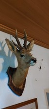 Rehbock kopf tierpräparat gebraucht kaufen  Bergkirchen