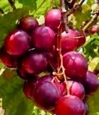 20x MUSCADINE RED RUBY CROC - estacas verdes frescas prontas para procedimento de enraizamento comprar usado  Enviando para Brazil