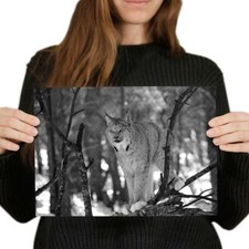 Bobcat wild animal for sale  SELBY