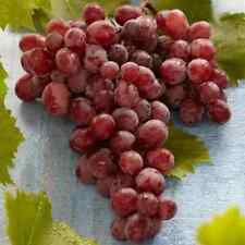 Suffolk red seedless for sale  LONDON