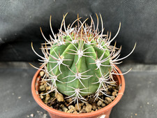 Lobivia ferox cactus usato  Massafra
