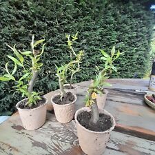 Fast growing willow for sale  UK