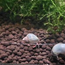 purple mystery snails for sale  Richmond