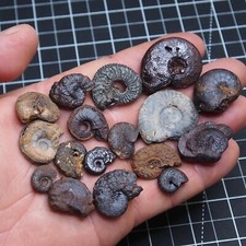 99gr 17pz 37mm usato  Spedire a Italy