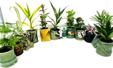 Tropical plants lot for sale  Hacienda Heights