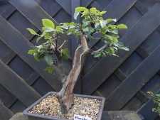 Bonsai hornbeam wide for sale  CANNOCK