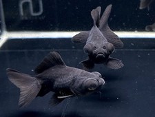 Black butterfly tail for sale  Raleigh