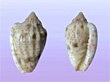Marginellidae glabella obtusa usato  Roma