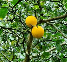 Poncirus trifoliata flying for sale  Hillsborough
