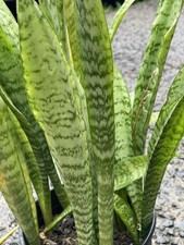 Sansevieria zeylanica live for sale  Honolulu