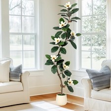 Rubber tree 6ft for sale  Brentwood
