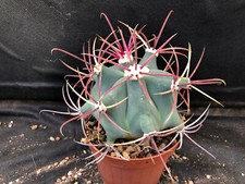 Ferocactus emoryi vivaio usato  Massafra