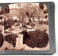 Ancient olive trees for sale  Knightdale
