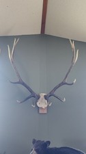 6x6 elk antlers for sale  Rib Lake