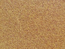 Weißklee huia kriech gebraucht kaufen  Süderlügum