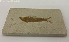 fossil fish brazil for sale fossil fish brazil for sale Seattle