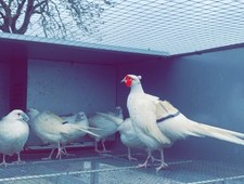 X12 white pheasant for sale  LLANDINAM