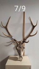 Massacre bois cerf d'occasion  Verrières