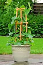 Spacemaster bush cucumber for sale  Wichita