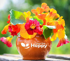 Nasturtium mix africa for sale  DONCASTER