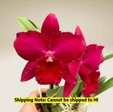 Houseplant orchid valentine for sale  Danielson