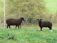 zwartbles usato zwartbles usato Spedire a Italy