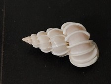 Conchiglia shell epitonium usato Conchiglia shell epitonium usato  Piombino