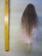 Adlerfeder seeadler deckfeder gebraucht kaufen  Bayreuth