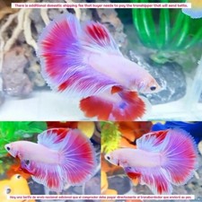 Orquídea Rosa Púrpura Media Luna Macho - IMPORTAR PECES BETTA VIVOS DE TAILANDIA segunda mano  Embacar hacia Mexico