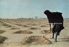 D253819 niger planting for sale  WARLINGHAM