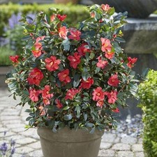 Suttons camellia 1001 for sale  UK