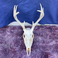 Tiny wild whitetail for sale  Ellis