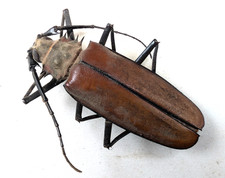Callipogon armillatus male for sale  BIRMINGHAM