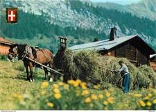Animaux chevaux fenaison d'occasion  Fruges