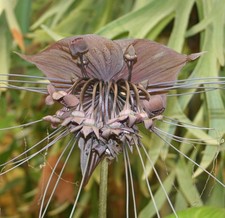 Samen duftende blumen gebraucht kaufen  Calw
