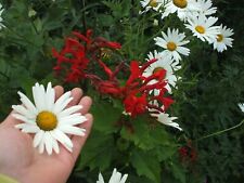 Giant eye daisy for sale  OSWESTRY