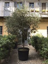 Pianta ulivo usato  Milano