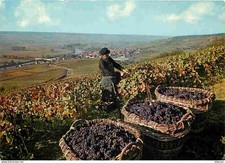 Vignes paysages champenois d'occasion  Fruges
