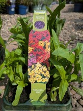 Pack nemesia mixed for sale  LARGS