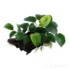 Anubias barteri large for sale  STEVENAGE