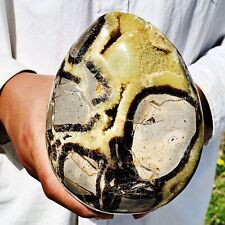 5.23lb natural turtle for sale  Burlington