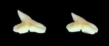 Modern scalloped hammerhead for sale  Saxonburg