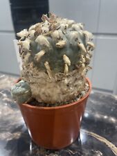 20x seeds choice for sale  WIGAN