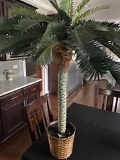 Palm decorative tree for sale  Frankfort
